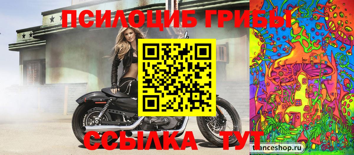 Елец  Галлюциногенные грибы Psilocybine cubensis  Вход с VPN 